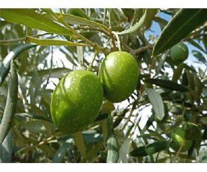 Extra virgin olive oil 1 liter plastic bottle